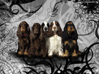 spaniel